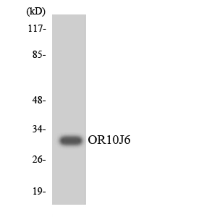 Western Blot - Anti-OR10J6 Antibody (R12-3137) - Antibodies.com