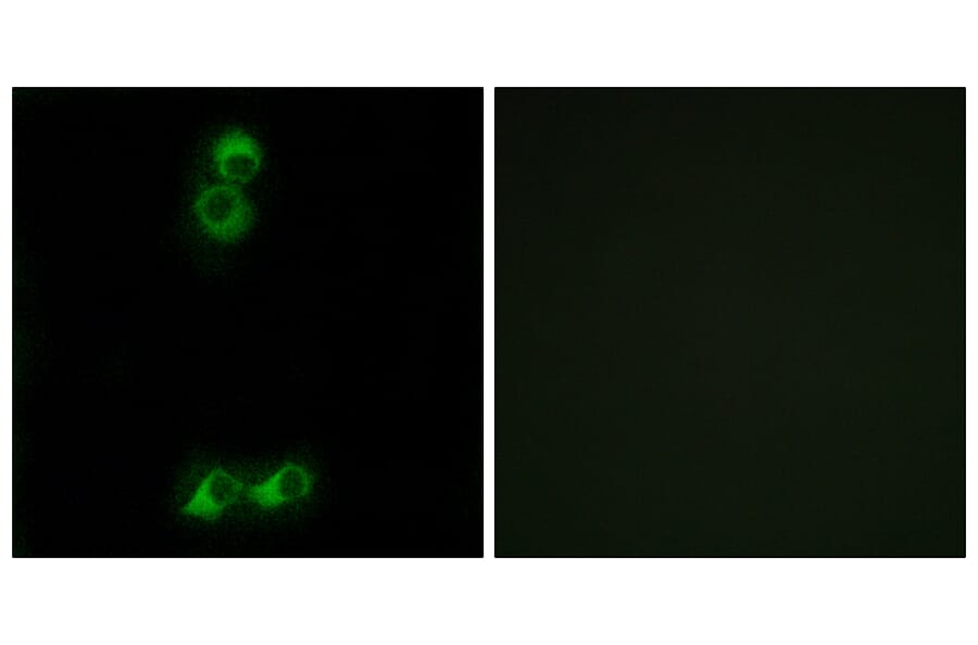 Immunofluorescence - Anti-OR10J5 Antibody (G879) - Antibodies.com