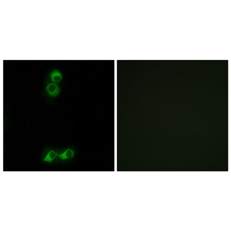 Immunofluorescence - Anti-OR10J5 Antibody (G879) - Antibodies.com