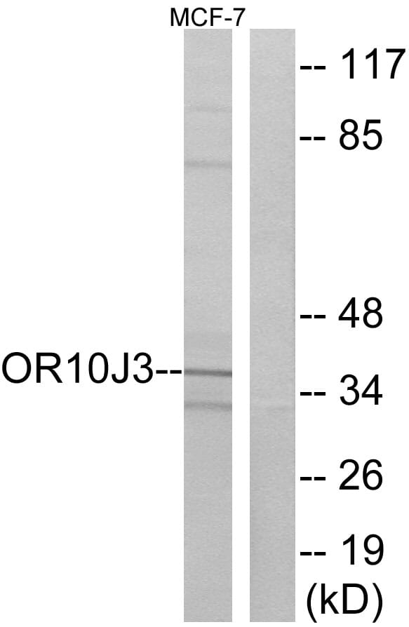 Western blot analysis of lysates from MCF-7 cells using Anti-OR10J3 Antibody. The right hand lane represents a negative control, where the antibody is blocked by the immunising peptide.