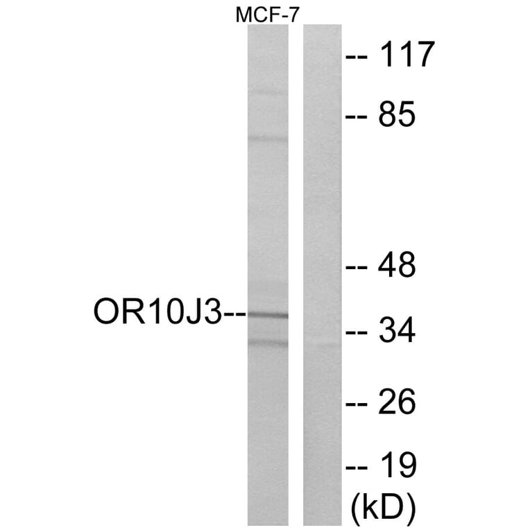 Western Blot - Anti-OR10J3 Antibody (G828) - Antibodies.com