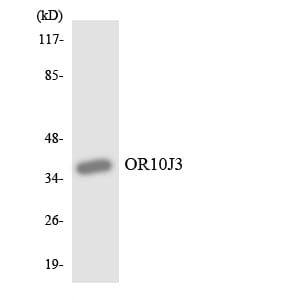 Western blot analysis of the lysates from HUVEC cells using Anti-OR10J3 Antibody.