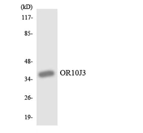 Western Blot - Anti-OR10J3 Antibody (R12-3136) - Antibodies.com