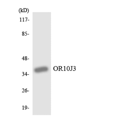 Western Blot - Anti-OR10J3 Antibody (R12-3136) - Antibodies.com