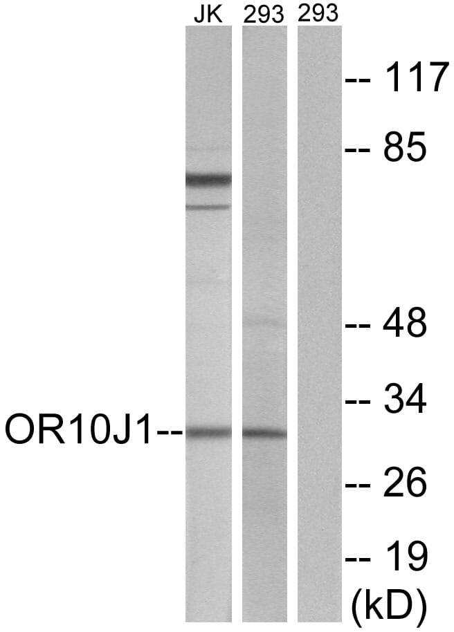 Western blot analysis of lysates from 293 and Jurkat cells using Anti-OR10J1 Antibody. The right hand lane represents a negative control, where the antibody is blocked by the immunising peptide.