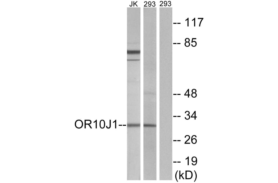 Western Blot - Anti-OR10J1 Antibody (G502) - Antibodies.com