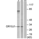 Western Blot - Anti-OR10J1 Antibody (G502) - Antibodies.com