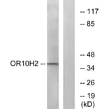 Western Blot - Anti-OR10H2 Antibody (G500) - Antibodies.com