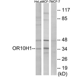 Western Blot - Anti-OR10H1 Antibody (G827) - Antibodies.com