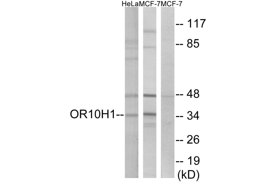 Western Blot - Anti-OR10H1 Antibody (G827) - Antibodies.com