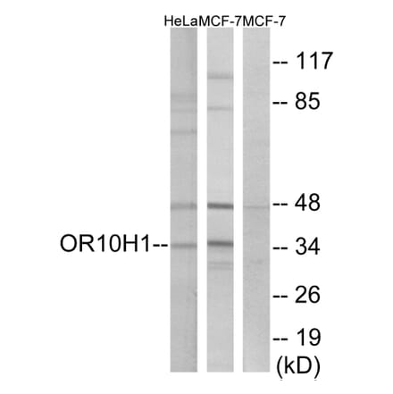 Western Blot - Anti-OR10H1 Antibody (G827) - Antibodies.com