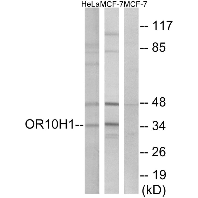 Western Blot - Anti-OR10H1 Antibody (G827) - Antibodies.com