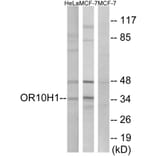 Western Blot - Anti-OR10H1 Antibody (G827) - Antibodies.com
