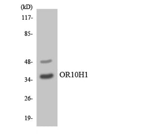 Western Blot - Anti-OR10H1 Antibody (R12-3134) - Antibodies.com