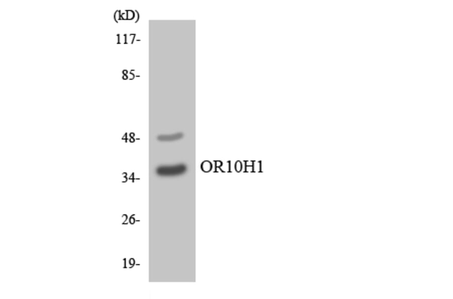 Western Blot - Anti-OR10H1 Antibody (R12-3134) - Antibodies.com
