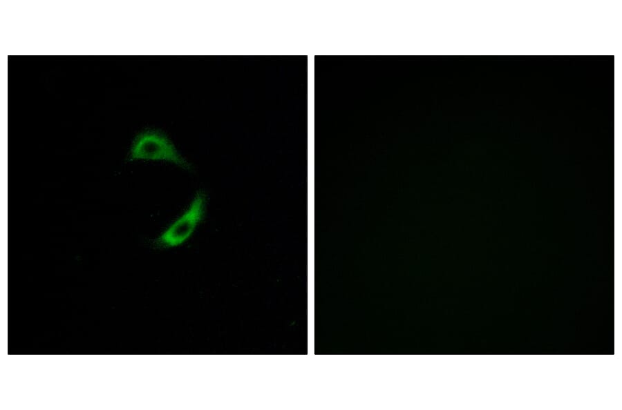 Immunofluorescence - Anti-OR10G9 Antibody (G420) - Antibodies.com