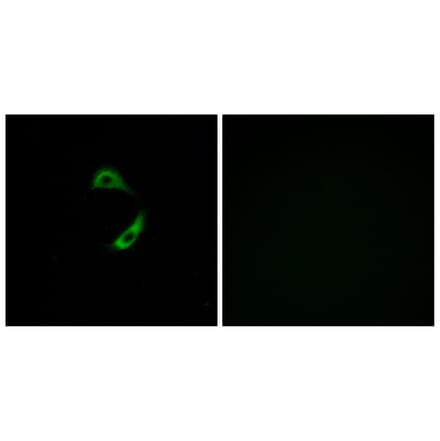 Immunofluorescence - Anti-OR10G9 Antibody (G420) - Antibodies.com