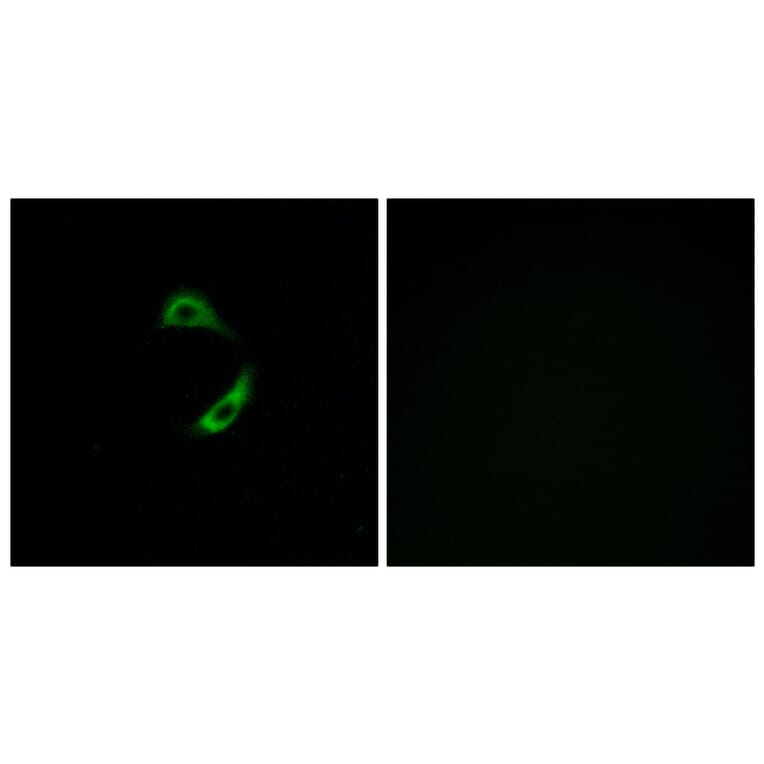Immunofluorescence - Anti-OR10G9 Antibody (G420) - Antibodies.com