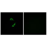Immunofluorescence - Anti-OR10G9 Antibody (G420) - Antibodies.com