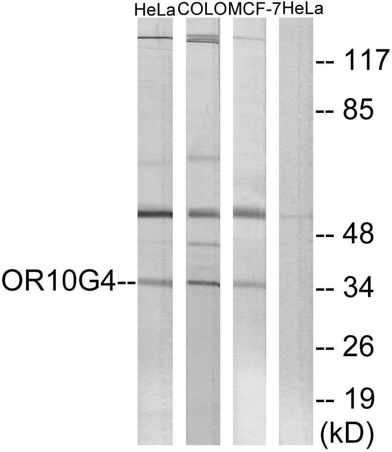 Western blot analysis of lysates from HeLa, COLO, and MCF-7 cells using Anti-OR10G4 Antibody. The right hand lane represents a negative control, where the antibody is blocked by the immunising peptide.