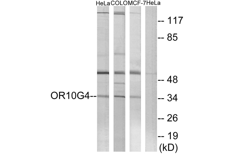 Western Blot - Anti-OR10G4 Antibody (G824) - Antibodies.com