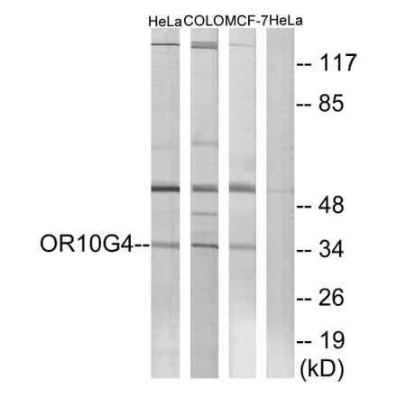 Western Blot - Anti-OR10G4 Antibody (G824) - Antibodies.com