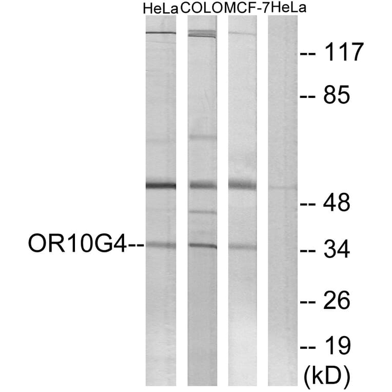 Western Blot - Anti-OR10G4 Antibody (G824) - Antibodies.com