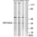 Western Blot - Anti-OR10G4 Antibody (G824) - Antibodies.com