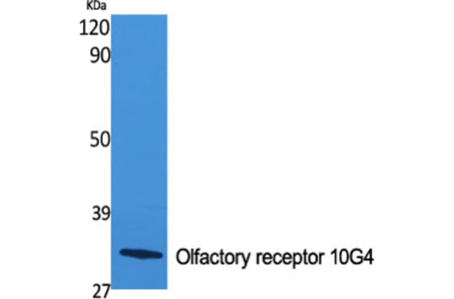 Western Blot - Anti-OR10G4 Antibody (G824) - Antibodies.com