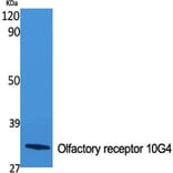 Western Blot - Anti-OR10G4 Antibody (G824) - Antibodies.com