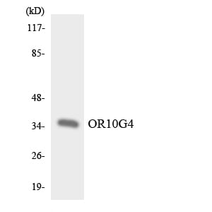Western blot analysis of the lysates from HeLa cells using Anti-OR10G4 Antibody.
