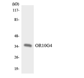 Western Blot - Anti-OR10G4 Antibody (R12-3132) - Antibodies.com