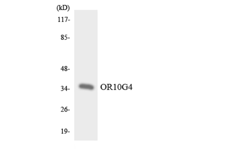 Western Blot - Anti-OR10G4 Antibody (R12-3132) - Antibodies.com