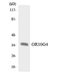 Western Blot - Anti-OR10G4 Antibody (R12-3132) - Antibodies.com