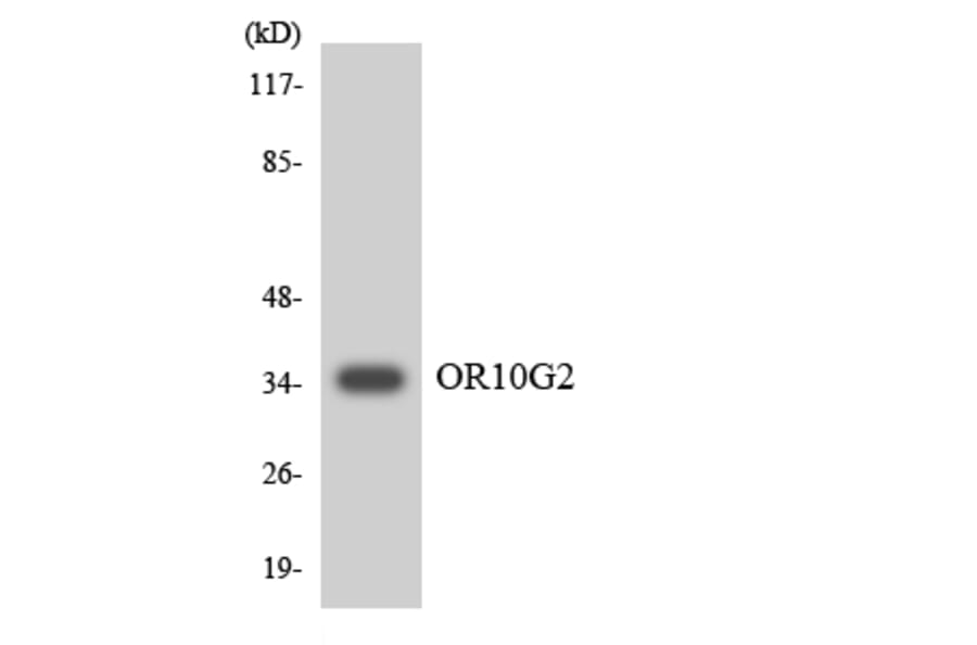 Western Blot - Anti-OR10G2 Antibody (R12-3131) - Antibodies.com