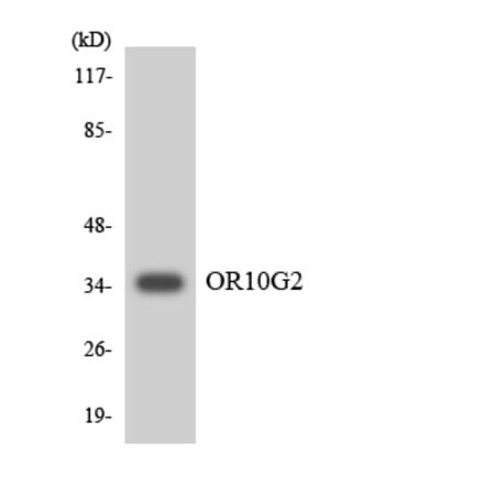 Western Blot - Anti-OR10G2 Antibody (R12-3131) - Antibodies.com
