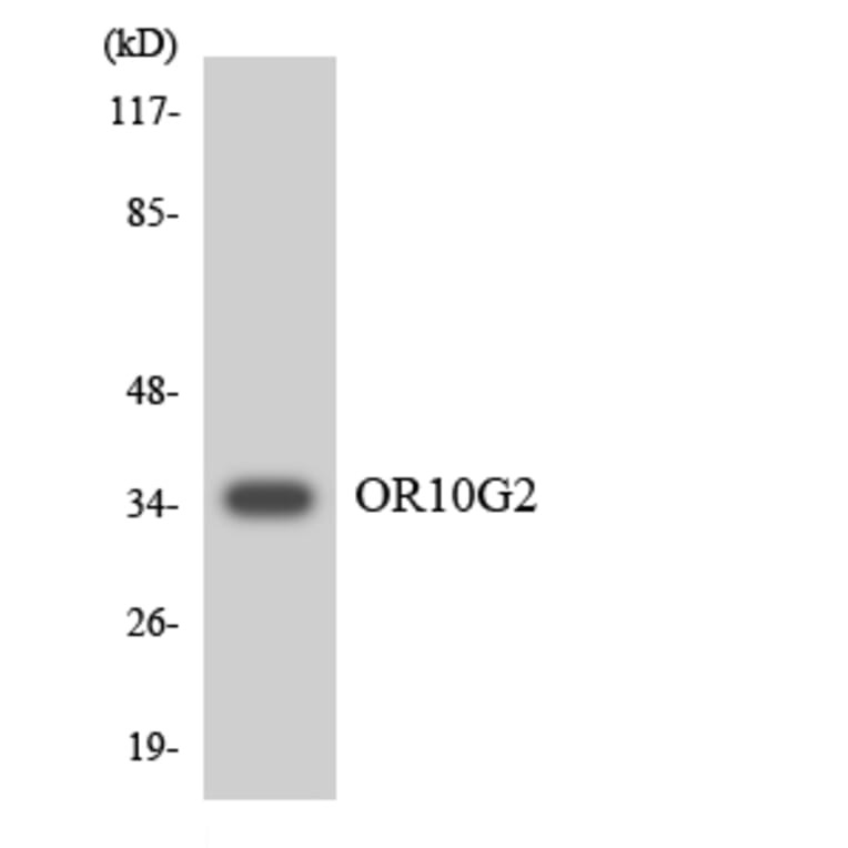 Western Blot - Anti-OR10G2 Antibody (R12-3131) - Antibodies.com