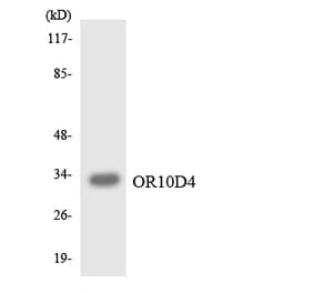 Western Blot - Anti-OR10D4 Antibody (R12-3130) - Antibodies.com