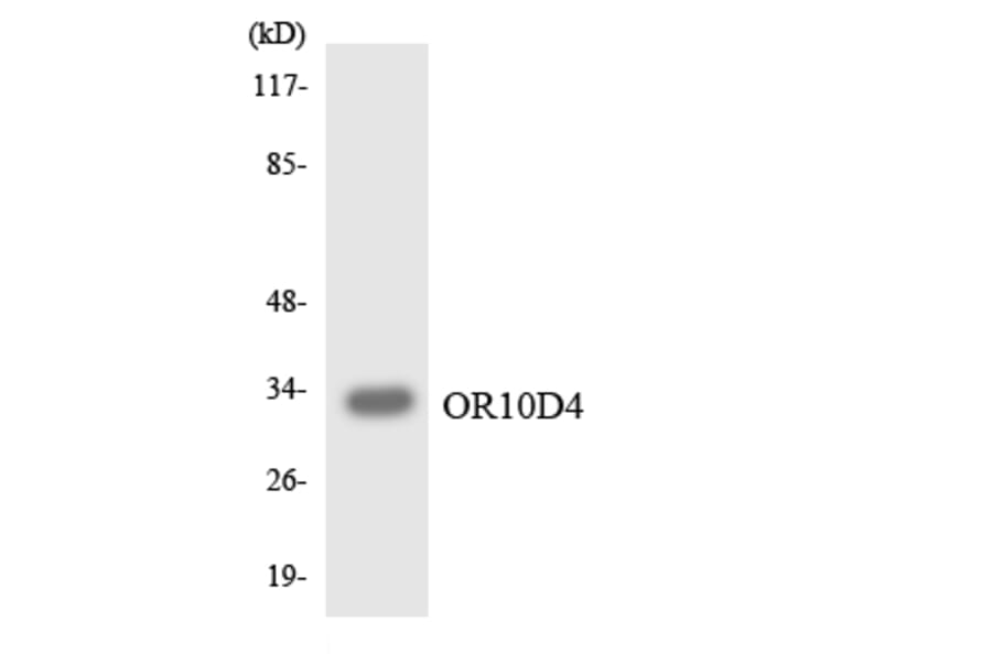Western Blot - Anti-OR10D4 Antibody (R12-3130) - Antibodies.com