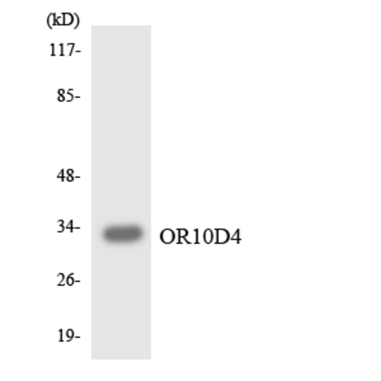 Western Blot - Anti-OR10D4 Antibody (R12-3130) - Antibodies.com