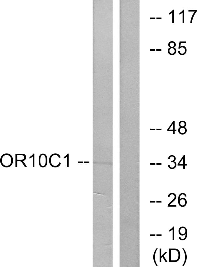 Western blot analysis of lysates from LOVO cells using Anti-OR10C1 Antibody. The right hand lane represents a negative control, where the antibody is blocked by the immunising peptide.