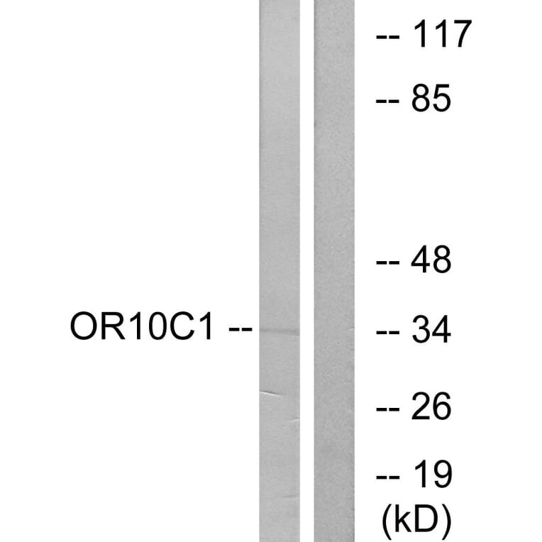 Western Blot - Anti-OR10C1 Antibody (G418) - Antibodies.com