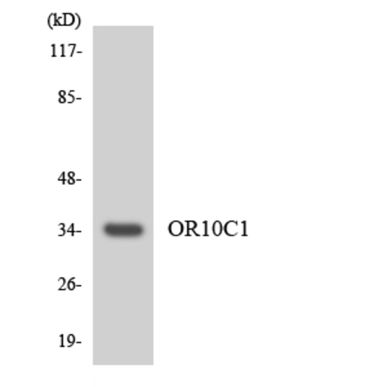 Western Blot - Anti-OR10C1 Antibody (R12-3129) - Antibodies.com