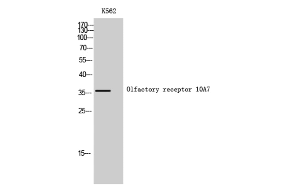 Western Blot - Anti-OR10A7 Antibody (G822) - Antibodies.com