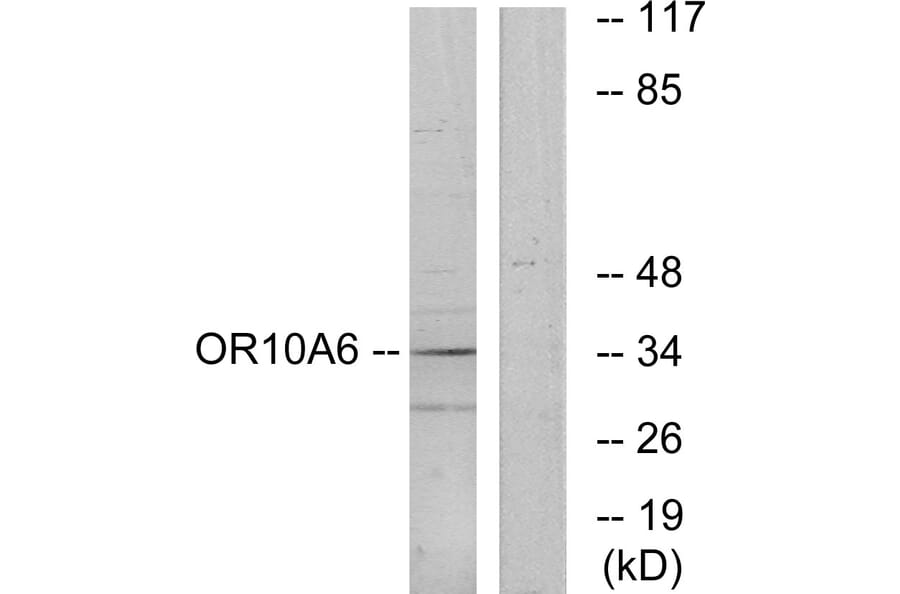 Western Blot - Anti-OR10A6 Antibody (G497) - Antibodies.com