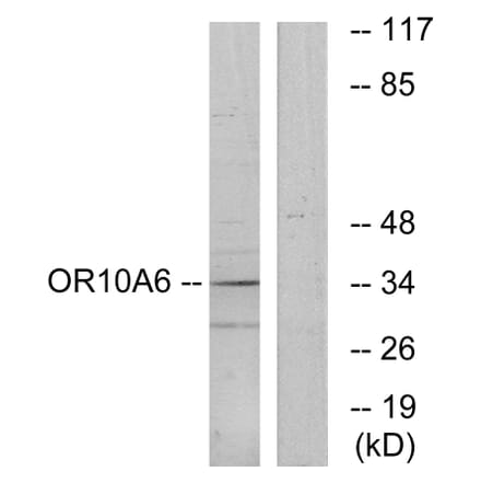 Western Blot - Anti-OR10A6 Antibody (G497) - Antibodies.com