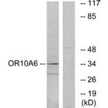 Western Blot - Anti-OR10A6 Antibody (G497) - Antibodies.com