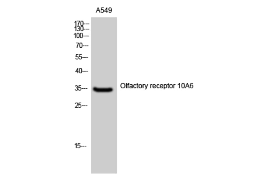 Western Blot - Anti-OR10A6 Antibody (G497) - Antibodies.com