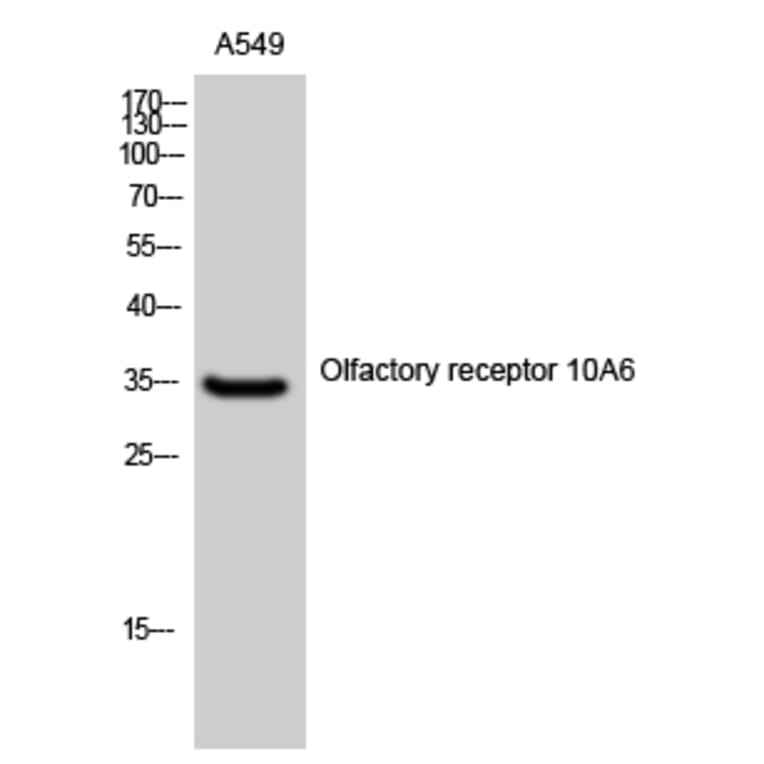 Western Blot - Anti-OR10A6 Antibody (G497) - Antibodies.com