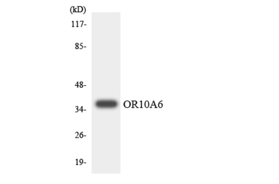 Western Blot - Anti-OR10A6 Antibody (R12-3126) - Antibodies.com